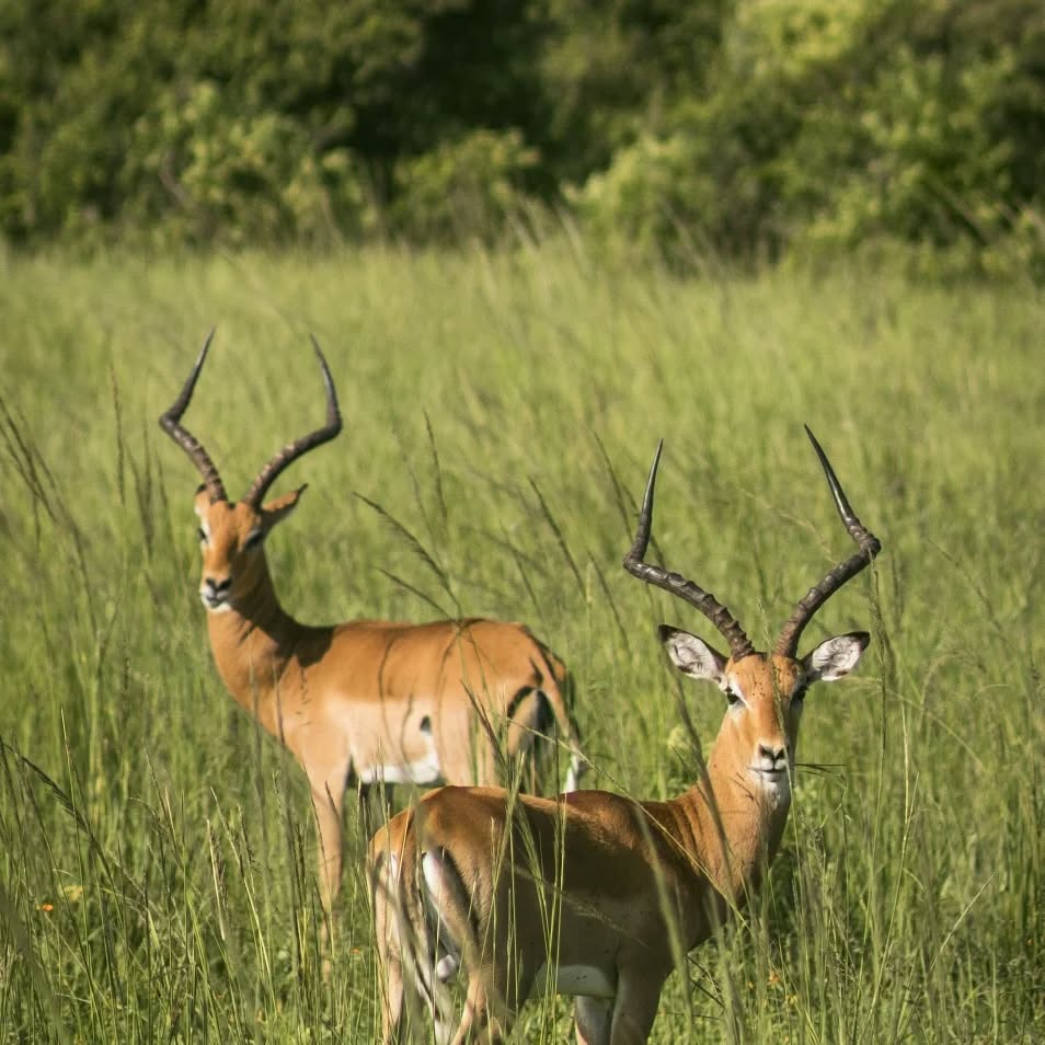 Tarangire